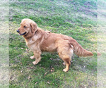 Small Photo #1 Golden Retriever Puppy For Sale in POWERS, OR, USA