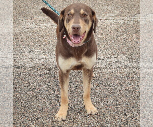 Medium Photo #7 Labrottie Puppy For Sale in Huntley, IL, USA
