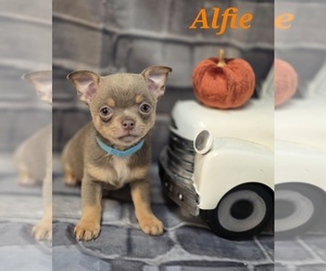 Chihuahua Puppy for sale in HOMERVILLE, GA, USA