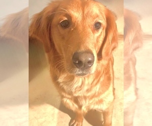 Mother of the Golden Retriever puppies born on 11/02/2022
