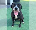 Small #2 American Pit Bull Terrier