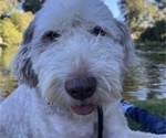 Small Photo #1 Sheepadoodle Puppy For Sale in HUNTINGTON BEACH, CA, USA