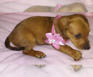 Dachshund Puppy for sale in LIBERTY, KY, USA