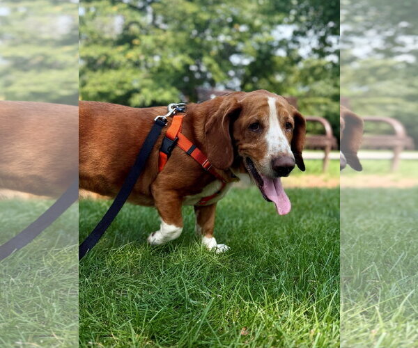 Medium Photo #3 Basset Hound Puppy For Sale in Deepwater, NJ, USA