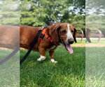Small #2 Basset Hound