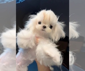Maltese Puppy for Sale in BEVERLY HILLS, California USA