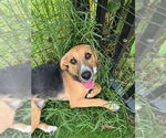 Small Beagle Mix