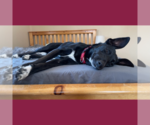 Small Photo #41 Labrador Retriever-Unknown Mix Puppy For Sale in Fargo, ND, USA