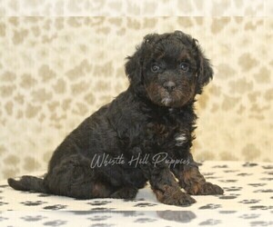 Miniature Bernedoodle Puppy for sale in DENVER, PA, USA