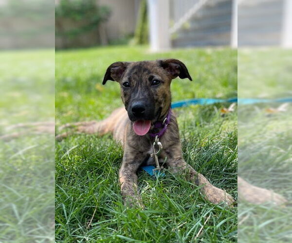 Medium Photo #14 Mutt Puppy For Sale in Brewster, NY, USA