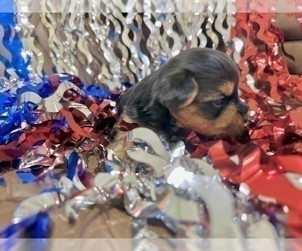 Medium Photo #11 Morkie Puppy For Sale in CASSVILLE, MO, USA