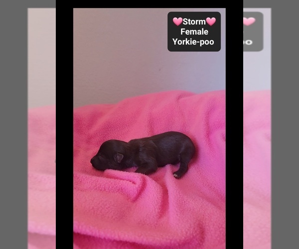 Medium Photo #3 Yorkipoo Puppy For Sale in TUCSON, AZ, USA