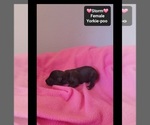 Small #2 Yorkipoo