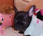 Small Photo #7 French Bulldog Puppy For Sale in VALLEJO, CA, USA