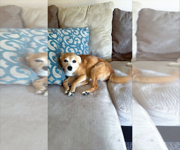 Medium Photo #5 Retriever -Unknown Mix Puppy For Sale in Aurora, IN, USA