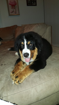 Medium Photo #1 Bernese Mountain Dog Puppy For Sale in ERIE, PA, USA