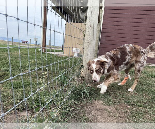 Medium Photo #2 Border-Aussie Puppy For Sale in Polson, MT, USA