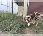 Small #1 Border-Aussie