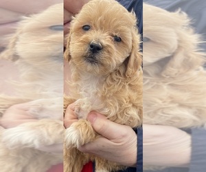 Shih-Poo Dog for Adoption in VENETA, Oregon USA