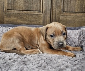 Rhodesian Ridgeback Puppy for sale in BUMPASS, VA, USA