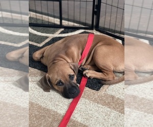 Black Mouth Cur Puppy for sale in LEANDER, TX, USA