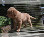 Small #1 Golden Retriever