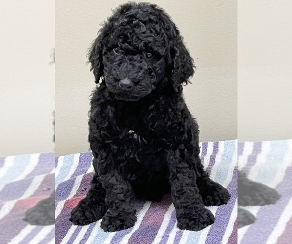 Medium Photo #2 Poodle (Standard) Puppy For Sale in DOOLIE, NC, USA