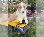 Small #2 Pembroke Welsh Corgi
