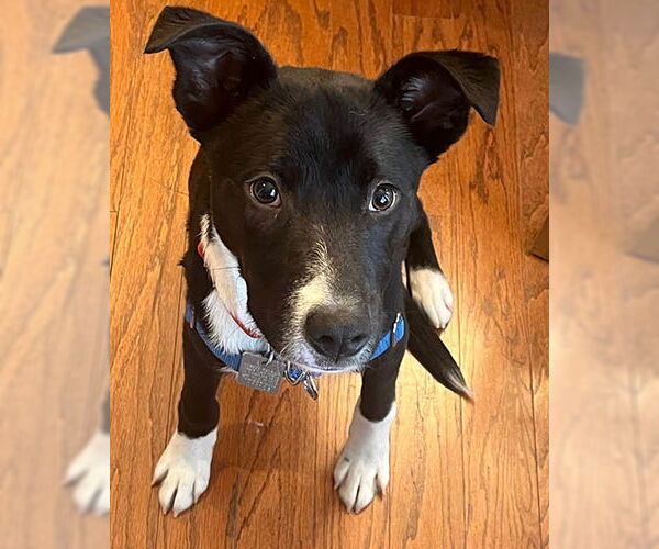 Medium Photo #3 Retriever -Unknown Mix Puppy For Sale in Lake Wylie, SC, USA