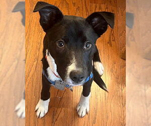 Jasper - Male Retriever -Unknown Mix Dog for Adoption - Photo #3
