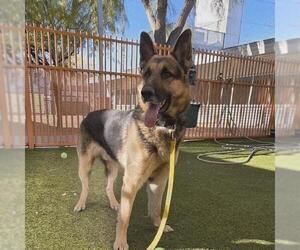 German Shepherd Dog-Unknown Mix Dogs for adoption in Las Vegas, NV, USA