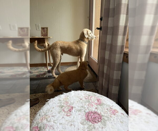 Medium Photo #2 Poodle (Standard)-Unknown Mix Puppy For Sale in Holland, MI, USA