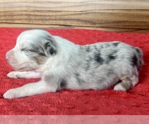 Australian Shepherd Puppy for sale in LODA, IL, USA