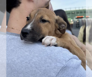 Peach - Female Mutt Dog for Adoption - Photo #3