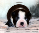 Small Photo #16 Boston Terrier Puppy For Sale in WINNSBORO, TX, USA
