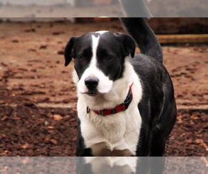 Boxer-Huskies Mix Dogs for adoption in Sequim, WA, USA