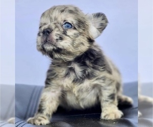 French Bulldog Puppy for sale in CARLSBAD, CA, USA