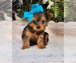 Small #1 Yorkshire Terrier