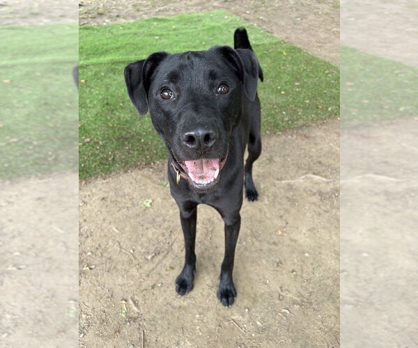 Medium Photo #9 Labrador Retriever-Unknown Mix Puppy For Sale in Brewster, NY, USA