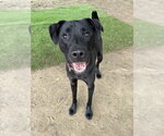Small #8 Labrador Retriever Mix
