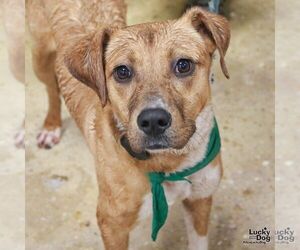 Tinker - Female Labrador Retriever-Unknown Mix Dog for Adoption - Photo #3