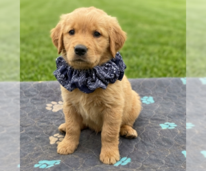 Golden Retriever Dogs for adoption in Grovertown, IN, USA