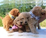 Small Photo #28 Goldendoodle Puppy For Sale in TIMBERLAKE, NC, USA
