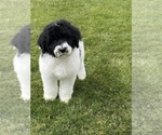 Small Photo #2 Saint Berdoodle Puppy For Sale in NACHES, WA, USA