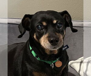 Dachshund-Unknown Mix Dogs for adoption in Fargo, ND, USA