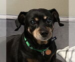 Small Dachshund Mix