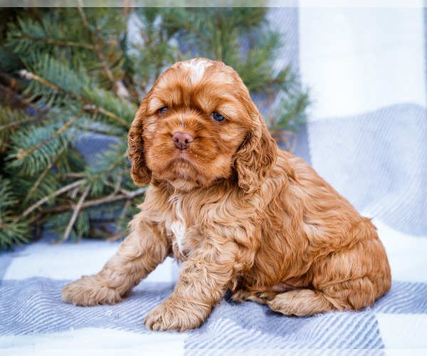 Medium Photo #7 Cocker Spaniel Puppy For Sale in WAKARUSA, IN, USA