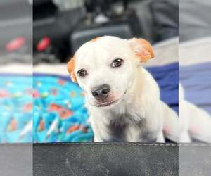 Mutt Dogs for adoption in Rowlett, TX, USA