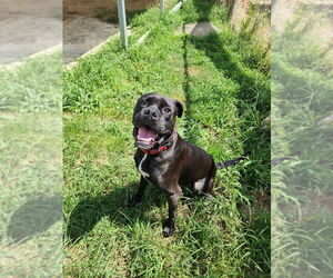 Boxer-Unknown Mix Dogs for adoption in Evansville, IN, USA