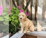 Small Photo #2 Goldendoodle Puppy For Sale in PITTSBURG, CA, USA